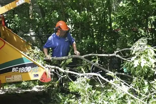 tree services Winnemucca